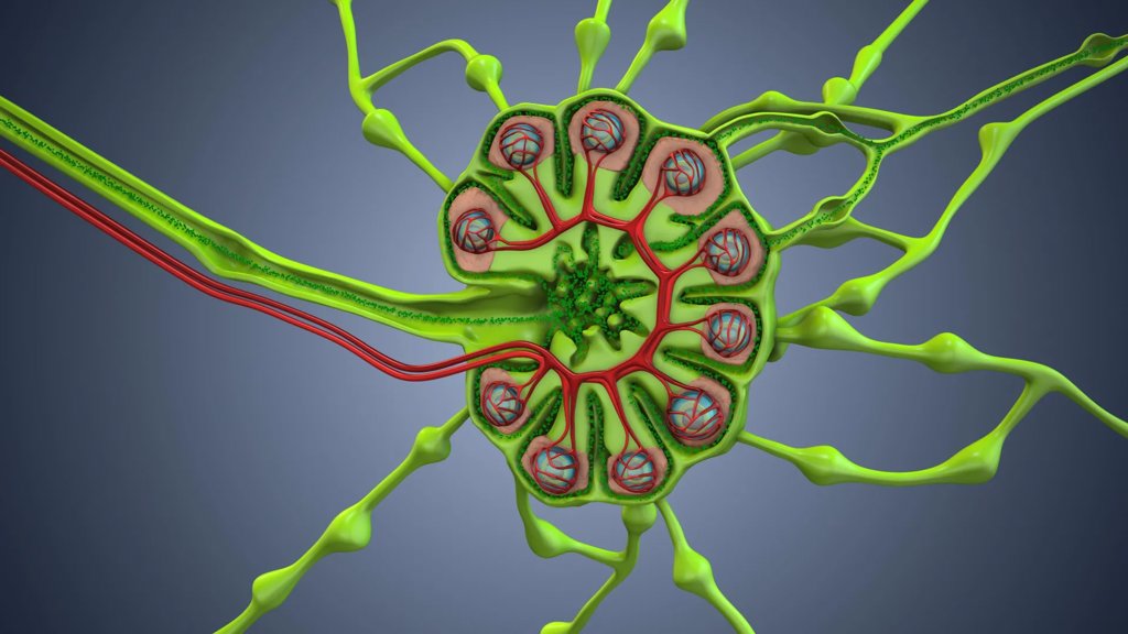 Are cancer surgeries removing the body&rsquo;s secret weapon against cancer? | ScienceDaily