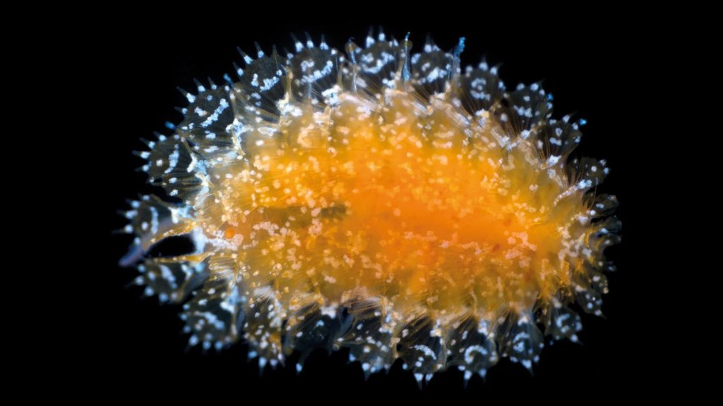Scientists discover 14 strange new species hidden in the deep sea | ScienceDaily