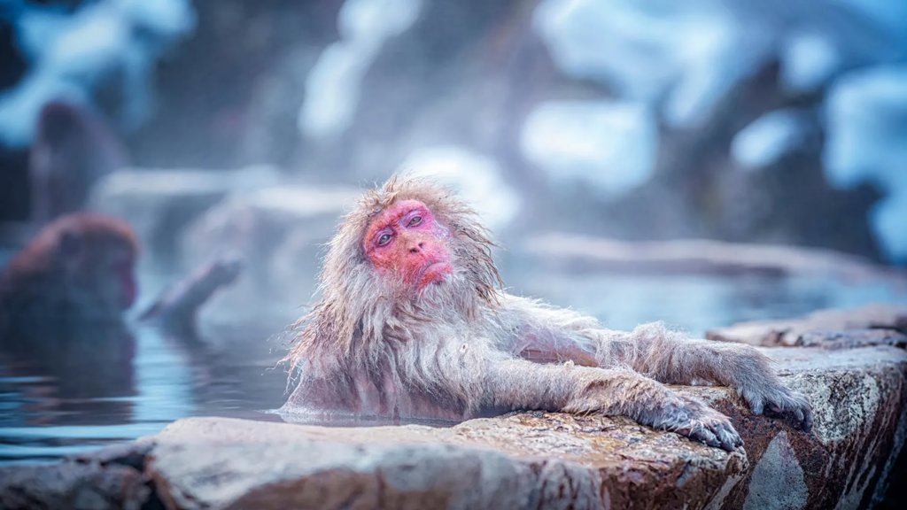 What snow monkeys’ steamy baths are really doing to their bodies | ScienceDaily