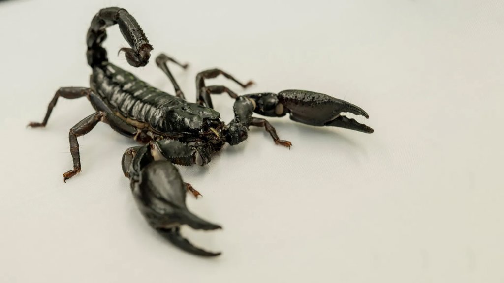 New map reveals where lethal scorpions are most likely to strike | ScienceDaily