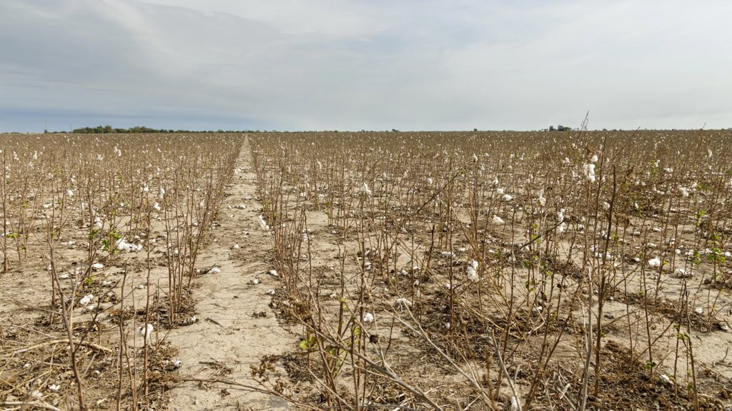 A devastating cotton virus lurked undetected in U.S. fields for nearly 20 years | ScienceDaily