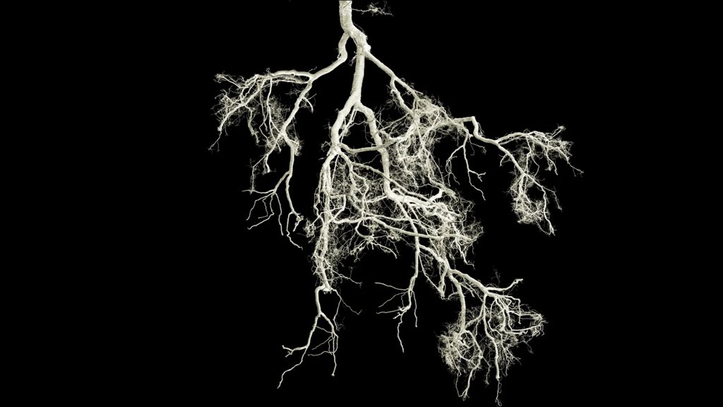 Small root mutation could make crops fertilize themselves | ScienceDaily