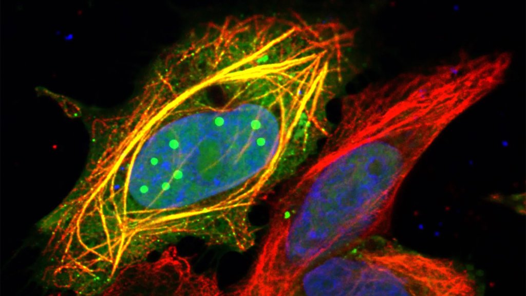 A shapeshifting protein explains rabies&rsquo; deadly power | ScienceDaily