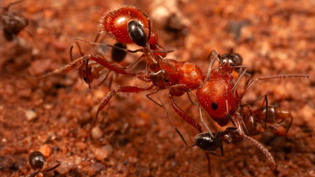 Scientists discover “cleaner ants” that groom giant ants in Arizona desert | ScienceDaily