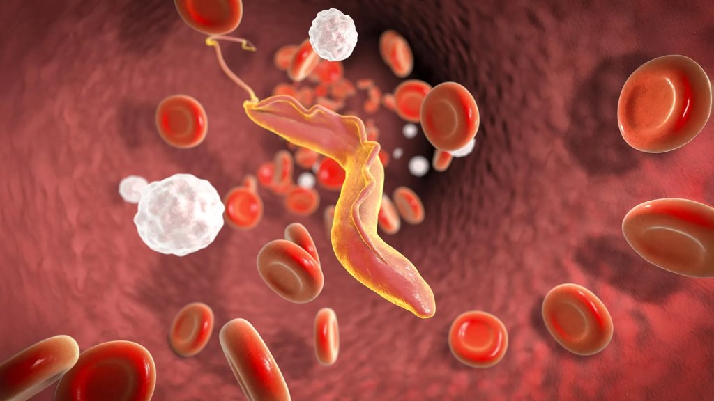 Scientists discover “molecular shredder” that helps deadly parasite evade the immune system | ScienceDaily