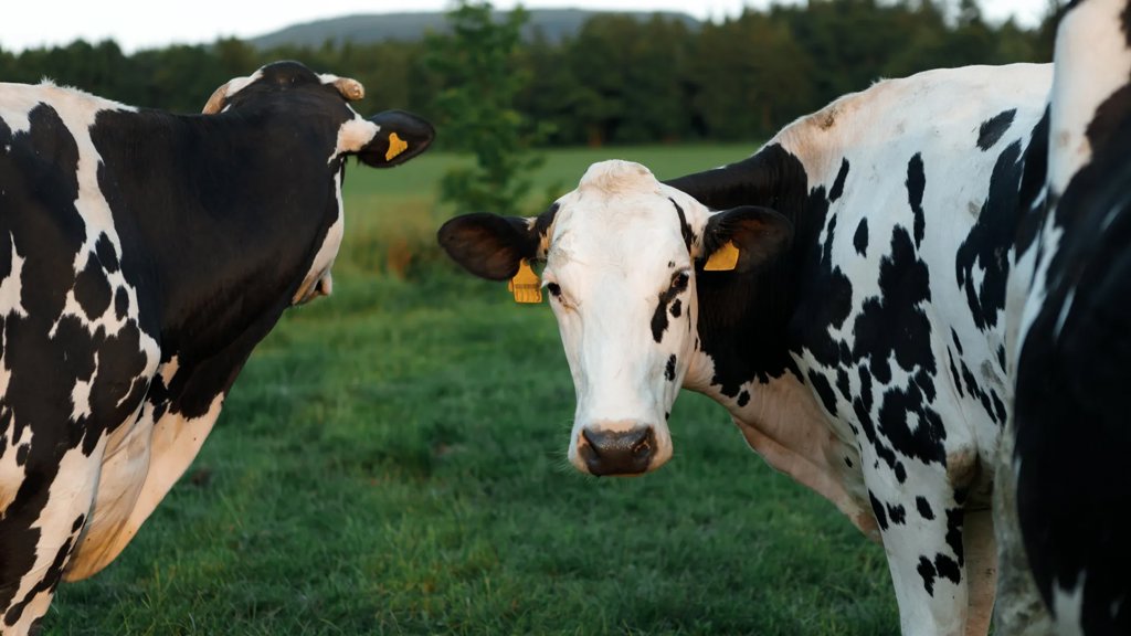 A once-in-a-generation discovery is transforming dairy farming | ScienceDaily