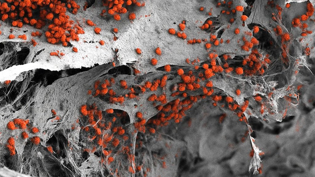 Scientists grow a tiny human “blood factory” that actually works | ScienceDaily