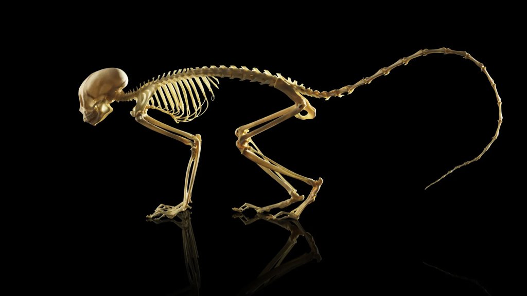 The genetic turning point that made backbones possible | ScienceDaily