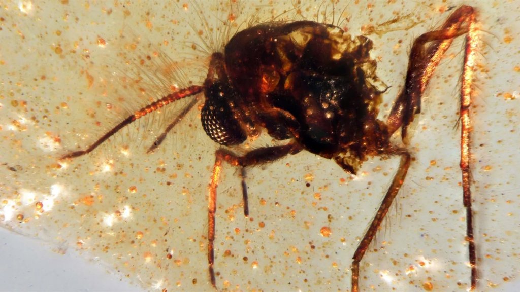 Scientists unearth a 112-million-year-old time capsule filled with ancient insects | ScienceDaily