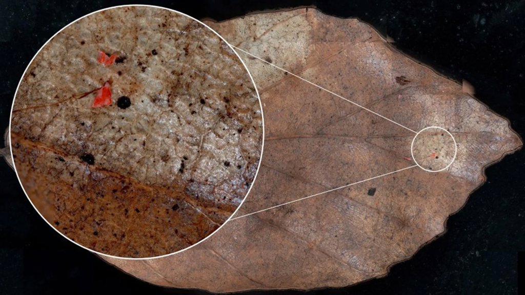 Microplastics are falling from the sky and polluting forests | ScienceDaily