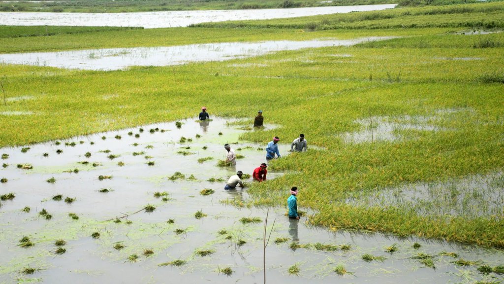 Extreme floods are slashing global rice yields faster than expected | ScienceDaily