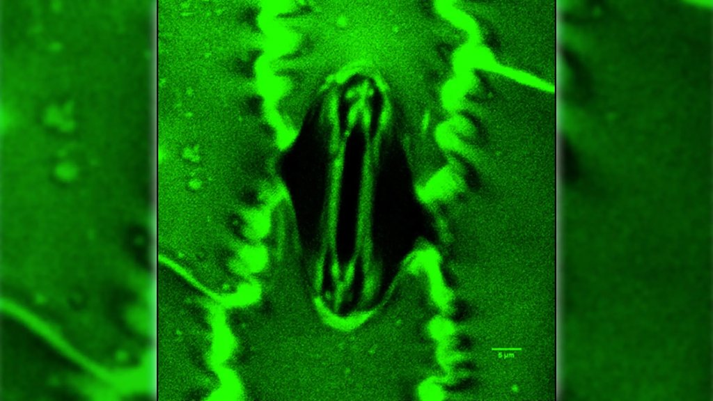 Breakthrough lets scientists watch plants breathe in real time | ScienceDaily