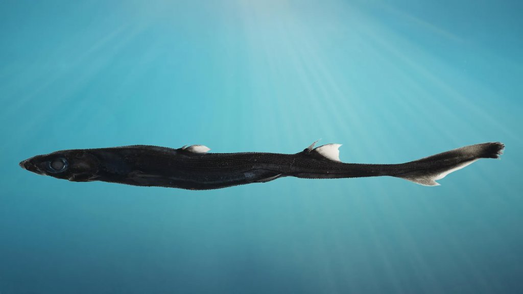 Glowing shark and hidden crab found deep off Australia | ScienceDaily