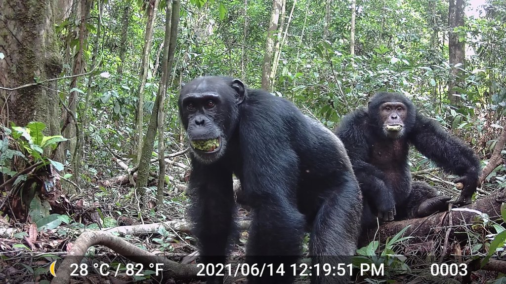 Wild chimps consume more alcohol than anyone expected | ScienceDaily