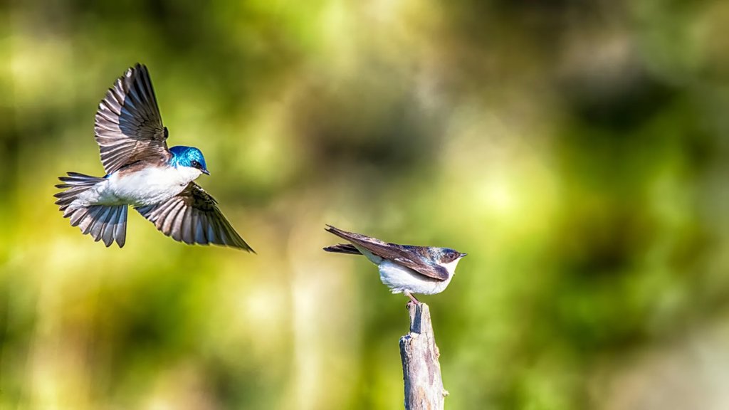 Scientists shocked as birds soaked in &ldquo;forever chemicals&rdquo; still thrive | ScienceDaily