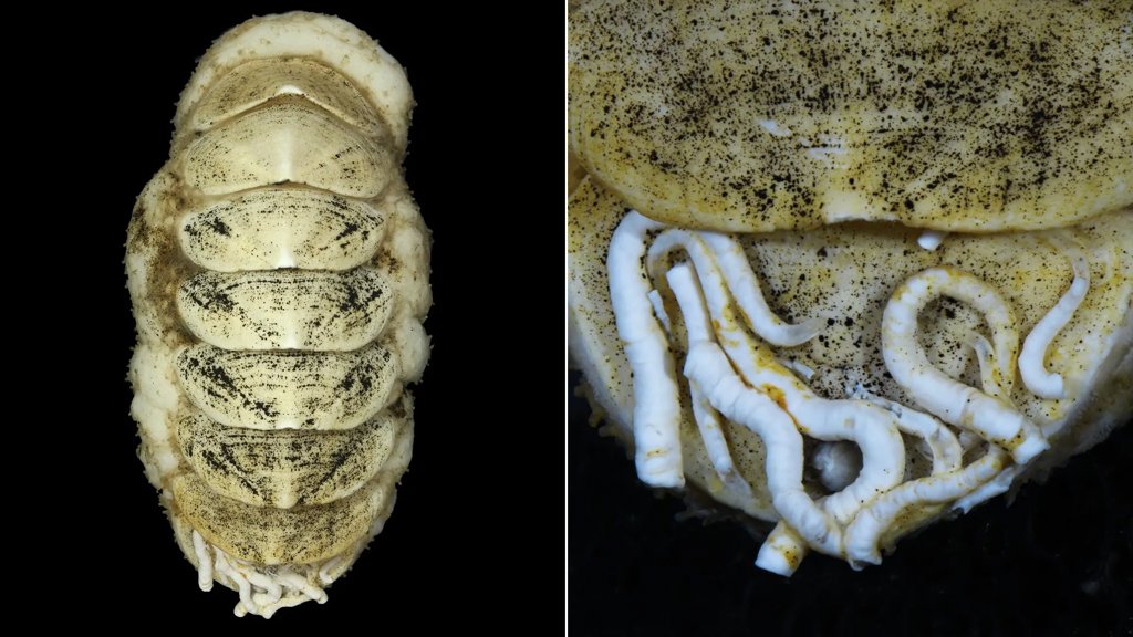 This weird deep-sea creature was named by thousands of people online | ScienceDaily