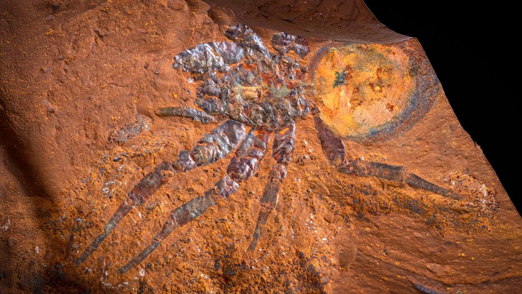 Scientists find perfect fossils in rust beneath Australian farmland | ScienceDaily