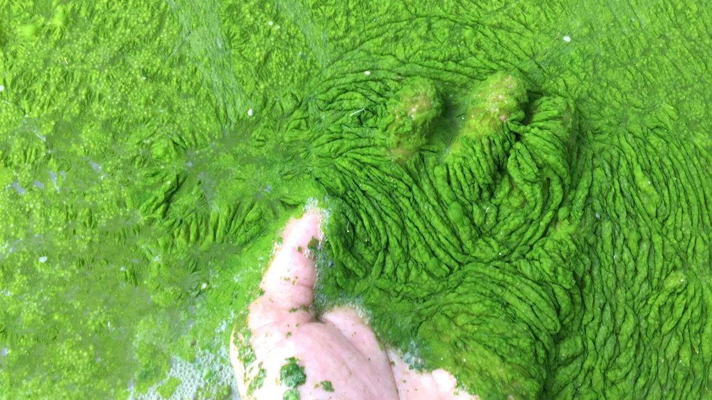 Scientists discover tiny ocean fungus that kills toxic algae | ScienceDaily