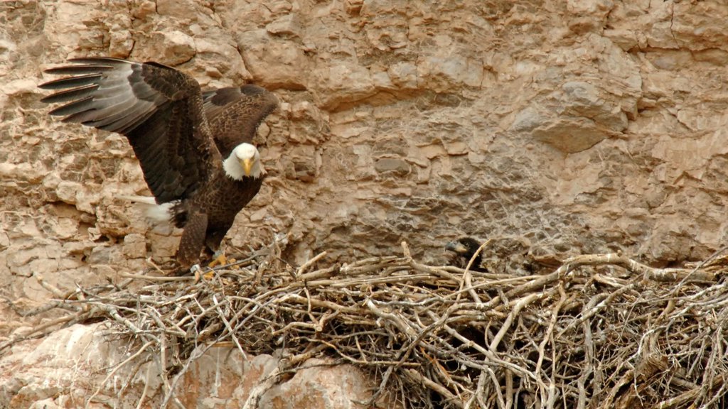 These Bald Eagles fly the wrong way every year and stun scientists | ScienceDaily