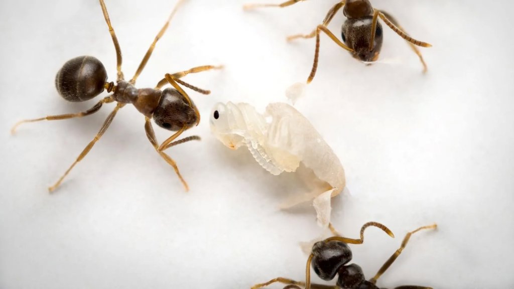 Doomed ants send a final scent to save their colony | ScienceDaily