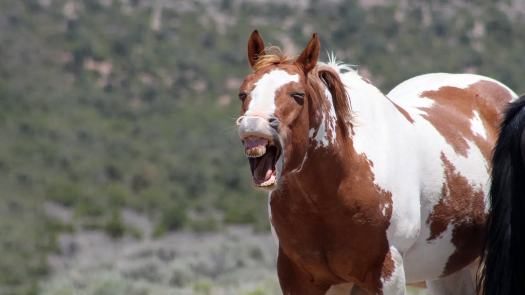 Scientists finally solve the mystery of the horse whinny | ScienceDaily