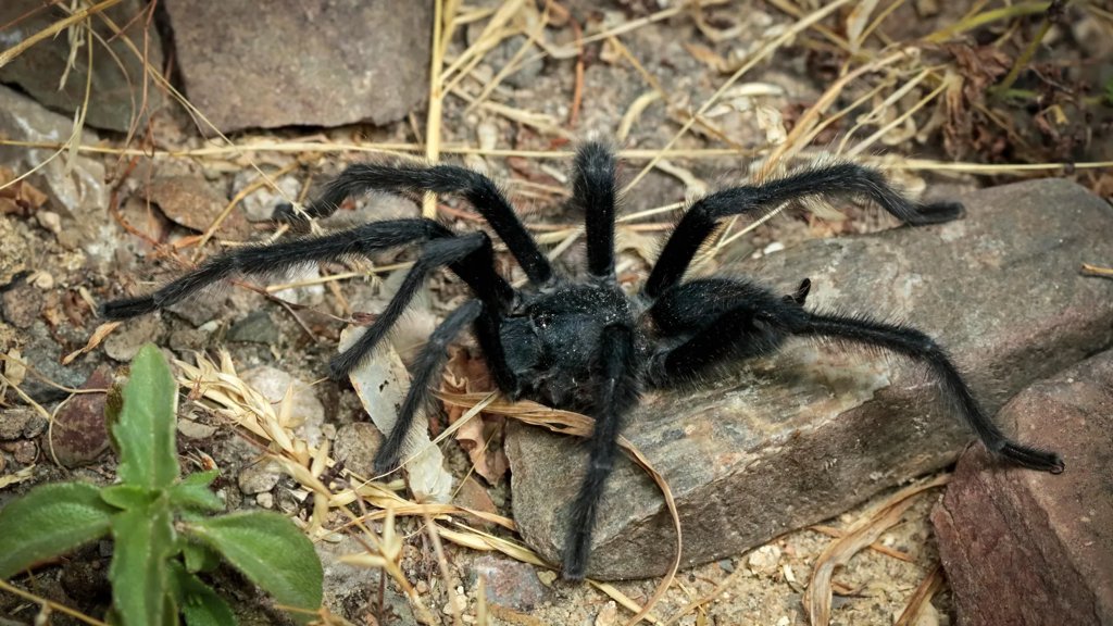 These bizarre new tarantulas turn mating into a fight for survival | ScienceDaily