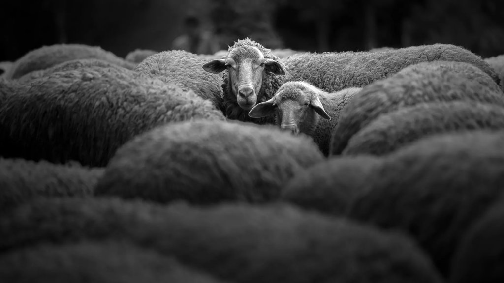 A 4,000-year-old sheep reveals the secret of an ancient plague | ScienceDaily