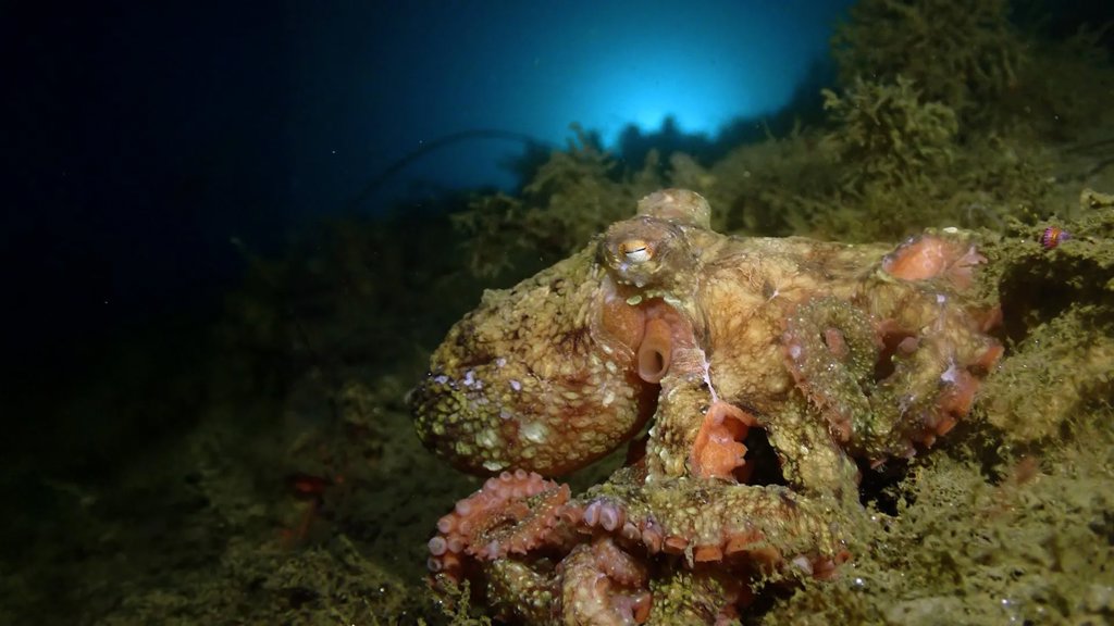 Scientists teach bacteria the octopus&rsquo;s secret to camouflage | ScienceDaily
