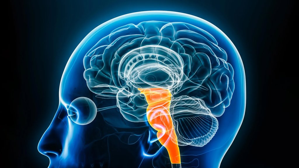 Breakthrough brain discovery reveals a natural way to relieve pain | ScienceDaily