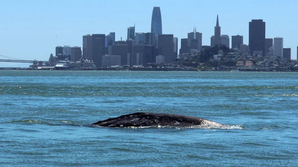 Gray whales are entering San Francisco Bay and many aren’t surviving | ScienceDaily