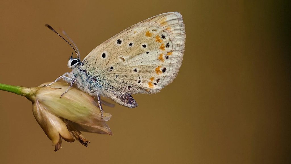 This tiny butterfly has the most chromosomes of any animal on Earth | ScienceDaily