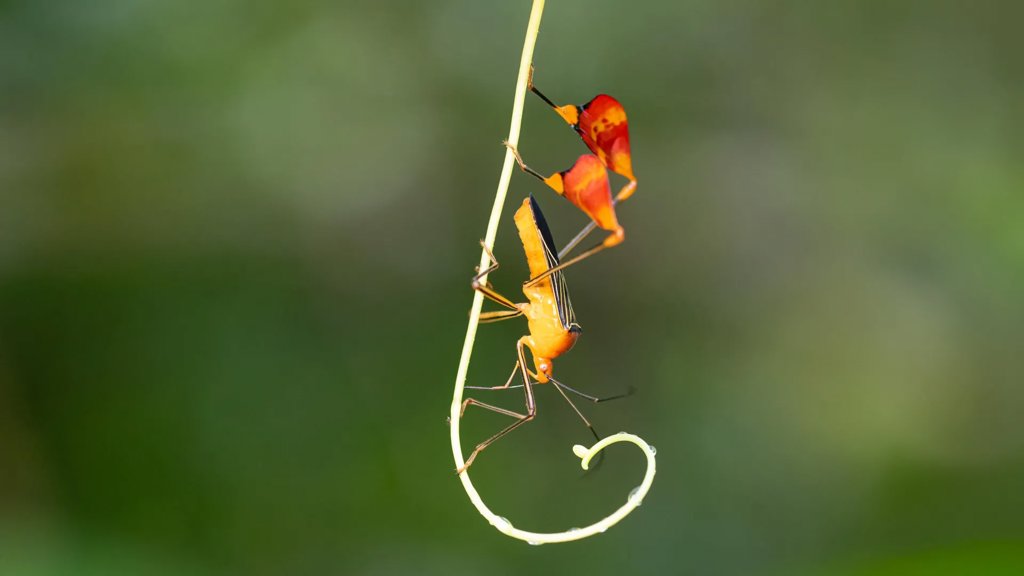 What looks like dancing is actually a bug&rsquo;s survival trick | ScienceDaily