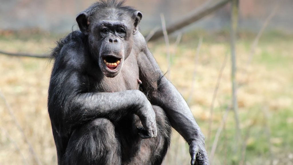 Human brains light up for chimp voices in a way no one expected | ScienceDaily