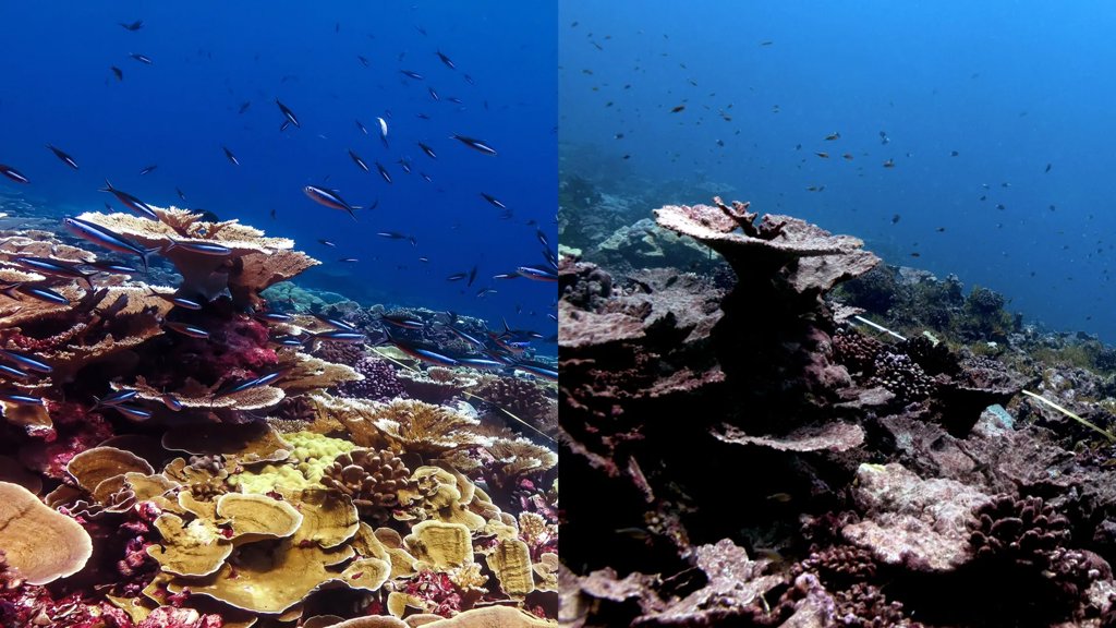 The worst coral bleaching event ever recorded damaged over 50% of reefs | ScienceDaily