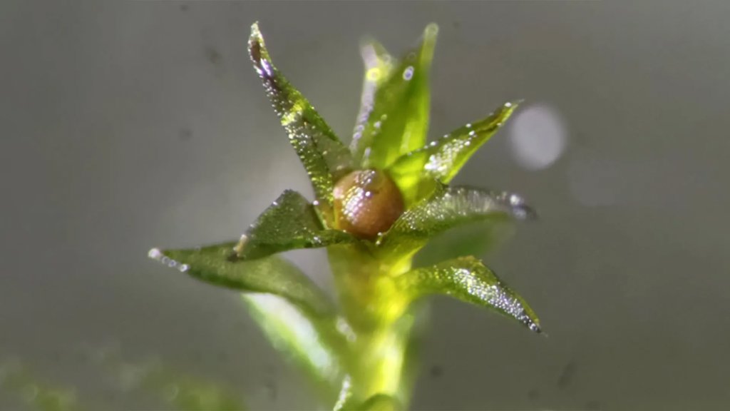 This tiny plant survived the vacuum of space and still grows | ScienceDaily