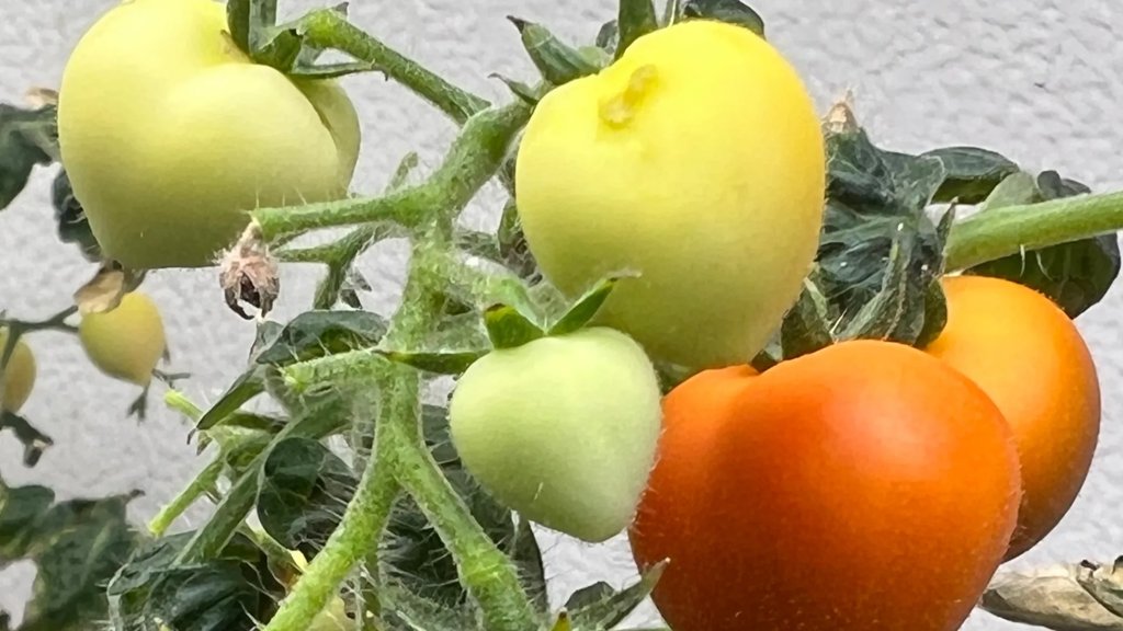 Crops irrigated with wastewater store drugs in their leaves | ScienceDaily