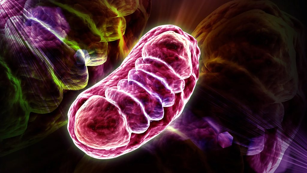 Scientists discover the nutrient that can supercharge cellular energy | ScienceDaily