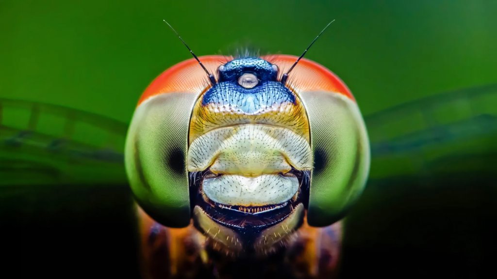 Dragonflies can see a color humans can’t and it could change medicine | ScienceDaily