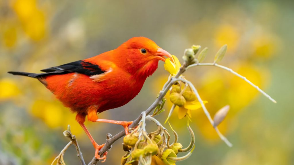 Almost every forest bird in Hawaiʻi is spreading avian malaria | ScienceDaily