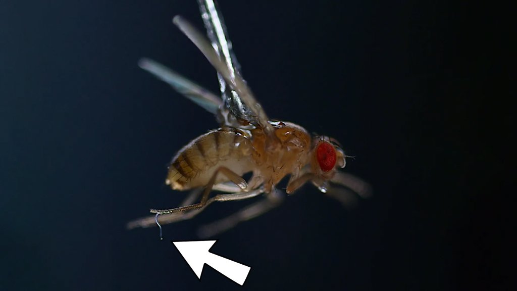 This tiny worm uses static electricity to hunt flying insects | ScienceDaily