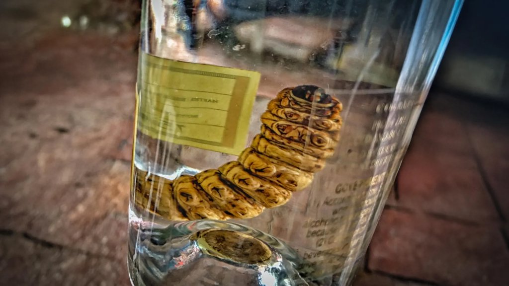 Mezcal worm in a bottle DNA test reveals a surprise | ScienceDaily