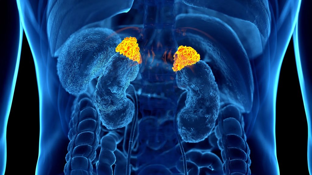 AI finds a hidden stress signal inside routine CT scans | ScienceDaily