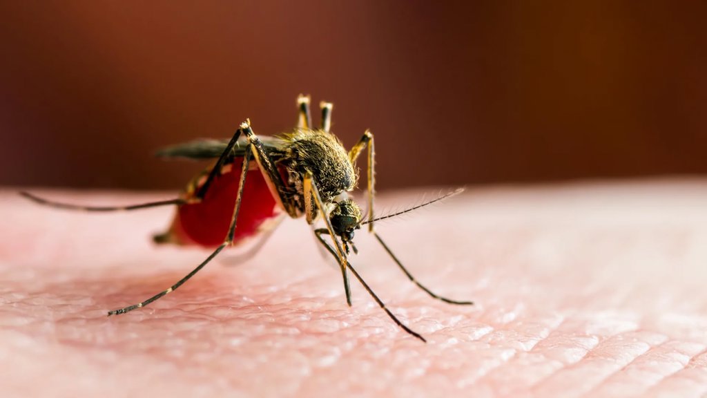 Thousands fall ill as mosquito fever explodes across southern China | ScienceDaily