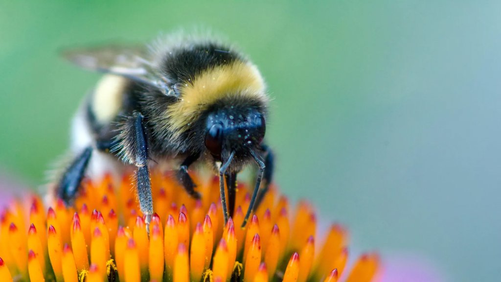 Scientists shocked as bumblebees learn to read simple &ldquo;Morse code&rdquo; | ScienceDaily