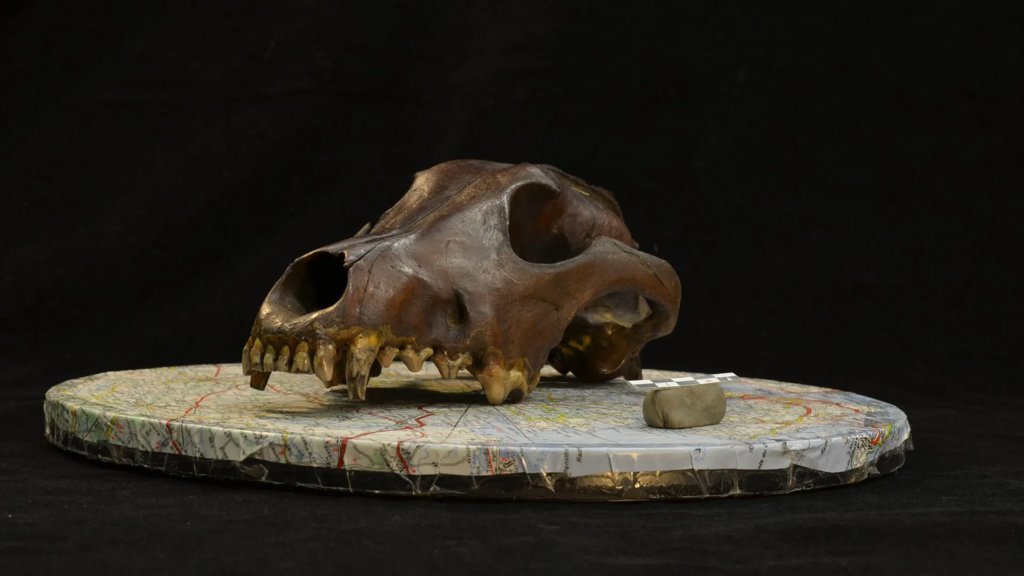 11,000-year-old dog skulls reveal a hidden origin story | ScienceDaily