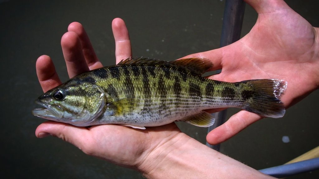 DNA reveals two new bass species hidden in plain sight | ScienceDaily