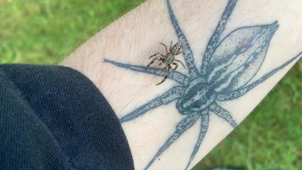 Scared of spiders? Scientists say the real nightmare is losing them | ScienceDaily