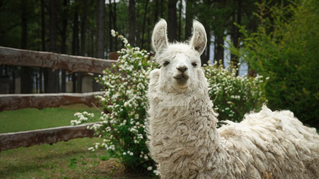 Mini llama proteins show promise for Alzheimer&rsquo;s treatment | ScienceDaily