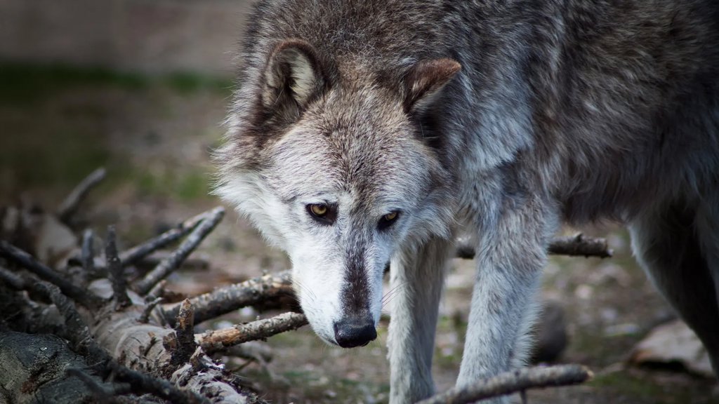 Yellowstone wolves may not have transformed the national park after all | ScienceDaily