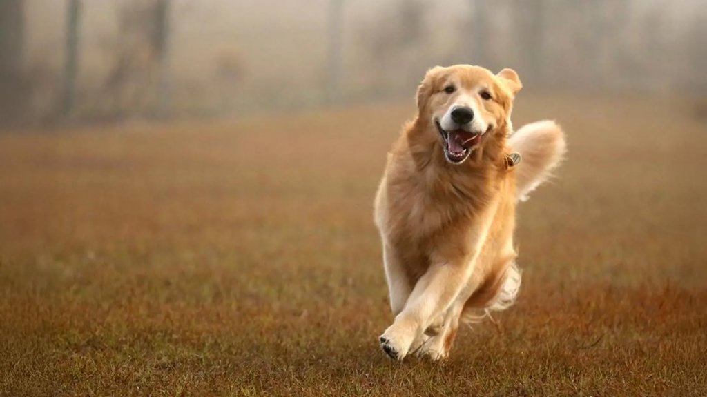 Golden Retriever genes linked to anxiety, aggression, and intelligence in humans | ScienceDaily